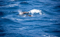 Fur Seals porpoising