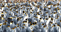 King Penguins