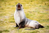 Fur Seal
