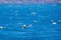 Fur Seals porpoising