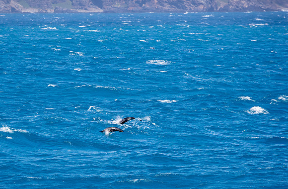 Fur Seals porpoising