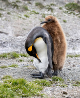 Antartica, South Georgia and Falkland Islands  2017