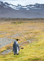 King Penguin