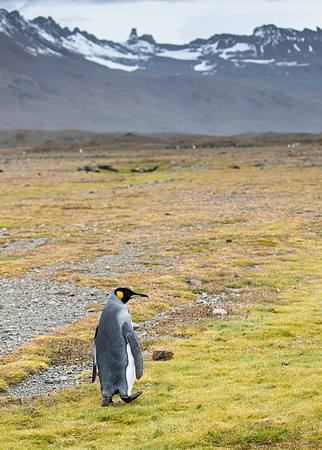 King Penguin