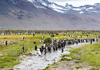 King Penguins