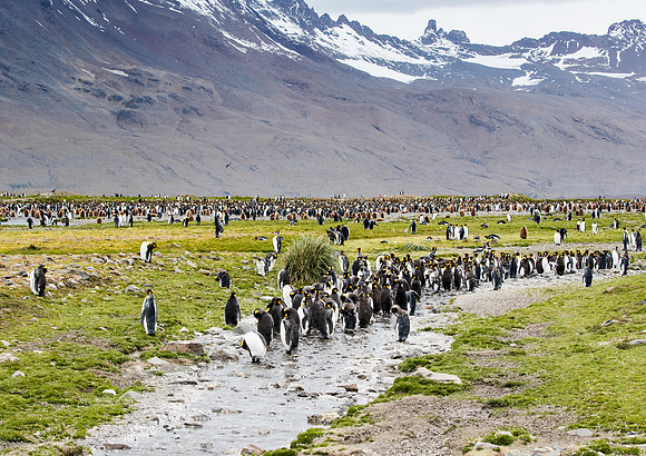 King Penguins