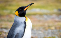King Penguin