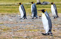 King Penguin