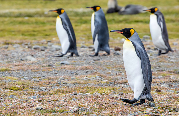 King Penguin
