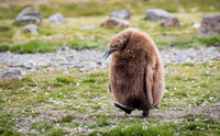 King Penguin chick