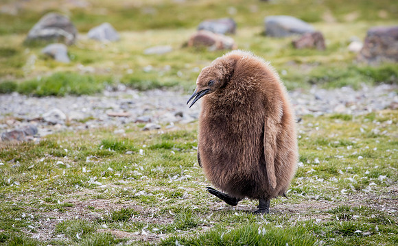 King Penguin chick