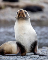 Fur Seal