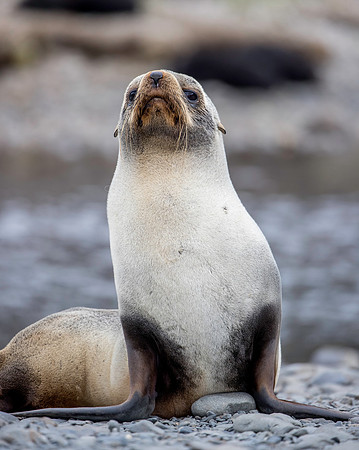 Fur Seal