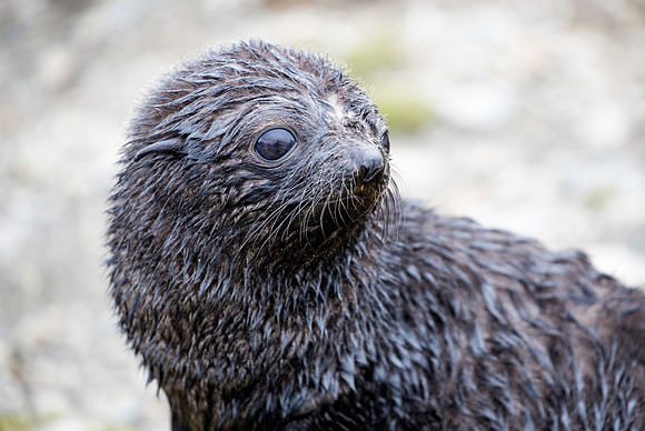 young Fur Seal