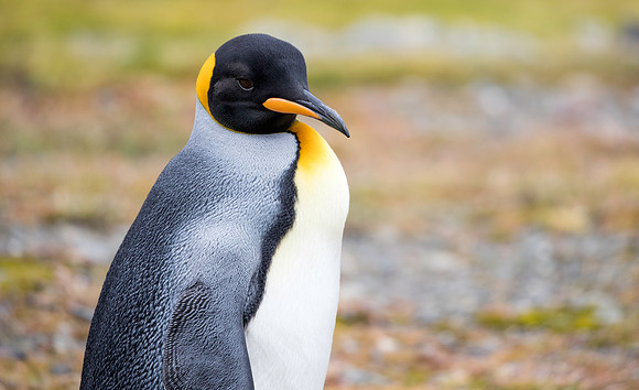 King Penguin