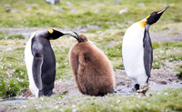 King Penguin and chick