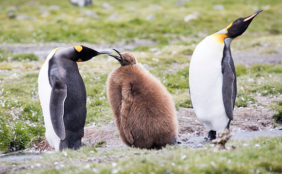 King Penguin and chick
