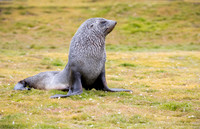 Fur Seal