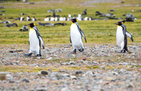 King Penguins