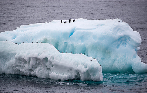Chinstrap Penguins