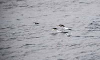 Chinstrap Penguins