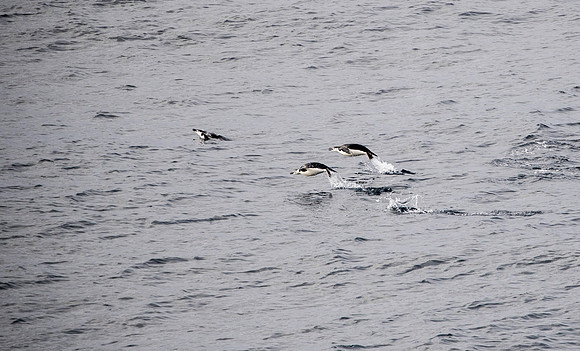 Chinstrap Penguins