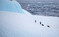 Chinstrap Penguins
