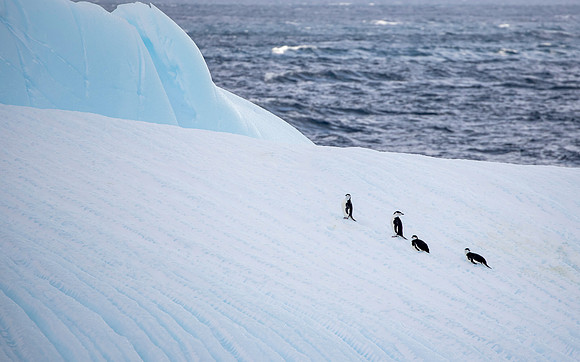 Chinstrap Penguins