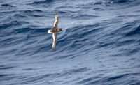 Antarctic Petrel