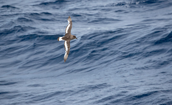 Antarctic Petrel