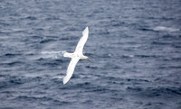 Royal Albatross