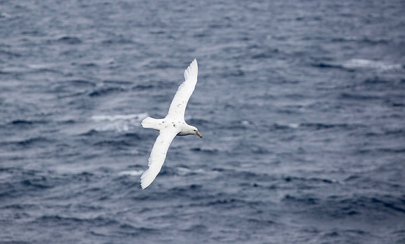 Royal Albatross