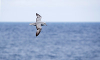 Southern Fulmar