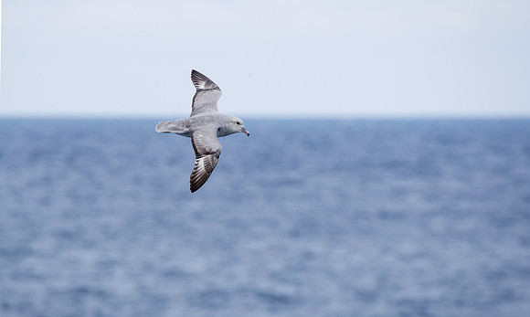 Southern Fulmar