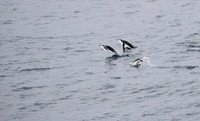 Chinstrap Penguins