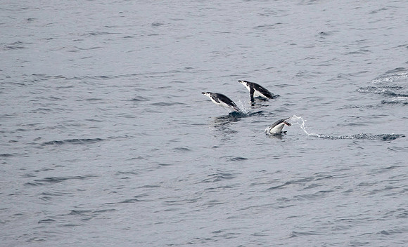 Chinstrap Penguins