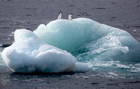Chinstrap Penguins