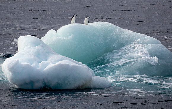 Chinstrap Penguins