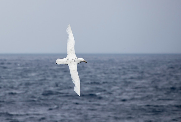 Royal Albatross