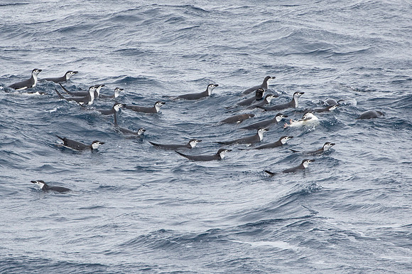 Chinstrap Penguins