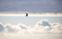 Antarctic Tern