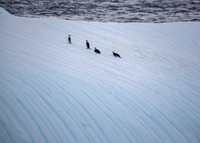 Chinstrap Penguins