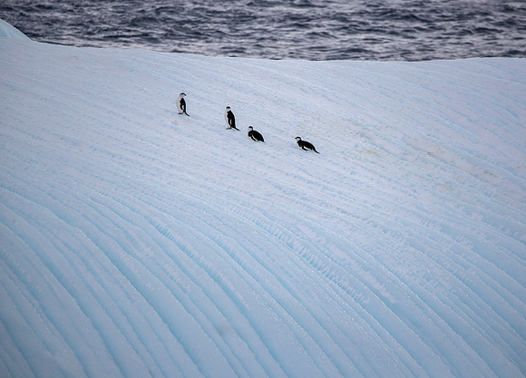 Chinstrap Penguins