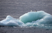 Chinstrap Penguins