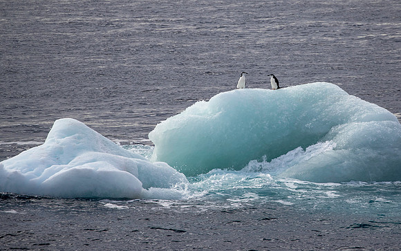 Chinstrap Penguins