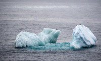 Chinstrap Penguins