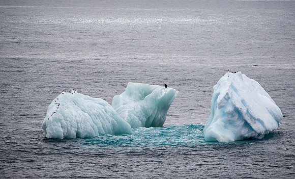 Chinstrap Penguins