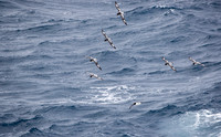 Pintado Petrel