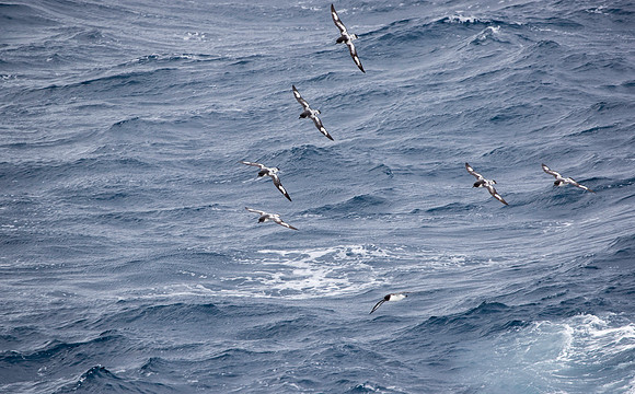Pintado Petrel