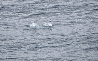 Antarctic Tern